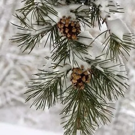 Appartement Hills Royal Zlatibor