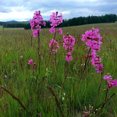 Hills Royal * Zlatibor