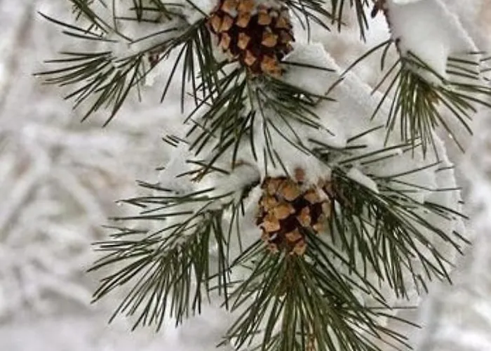 Appartamento Hills Royal Zlatibor