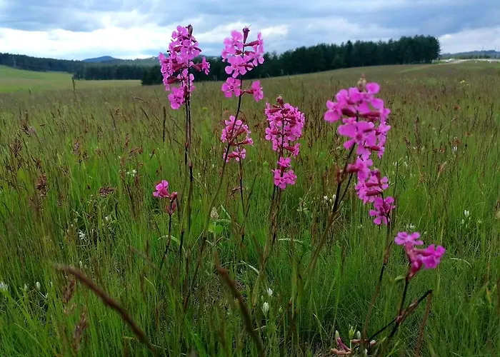 Hills Royal * Zlatibor